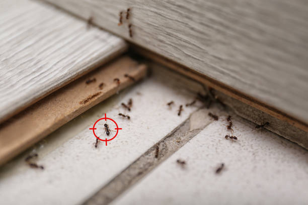 Best Termite Control Services  in Shelley, ID
